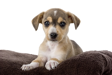 Cute puppy