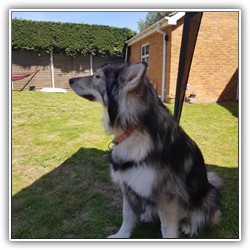 Marston Mutt Hut Guests