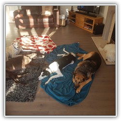 Marston Mutt Hut Guests