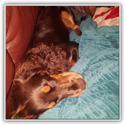 Marston Mutt Hut Guests