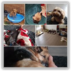 Marston Mutt Hut Guests