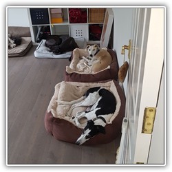 Marston Mutt Hut Guests